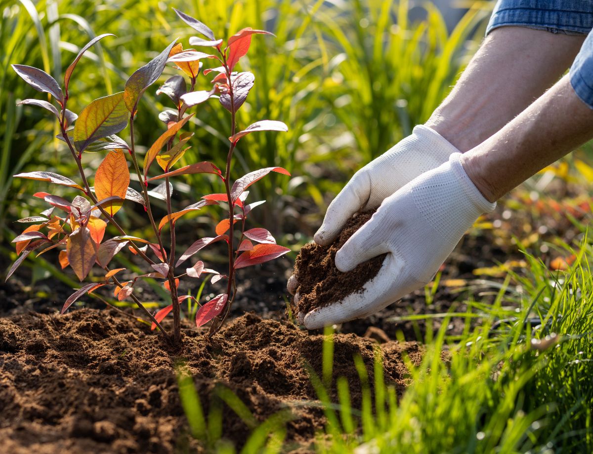 Gardener tending plants